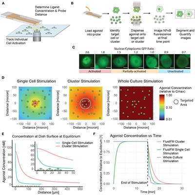 Evidence of collective influence in innate sensing using fluidic force microscopy